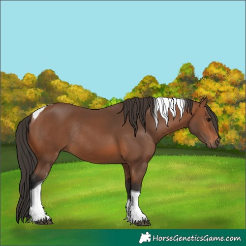 Horse Color:Bay Tobiano Rabicano 