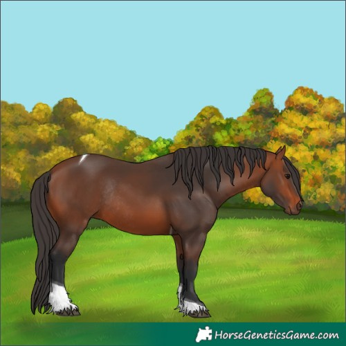 Horse Color:Bay Tobiano Rabicano 