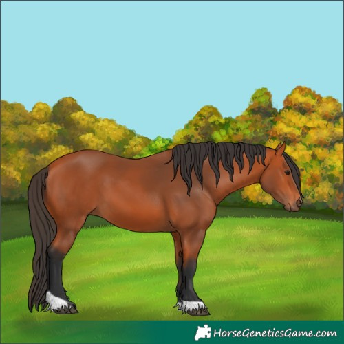 Horse Color:Bay Tobiano Rabicano