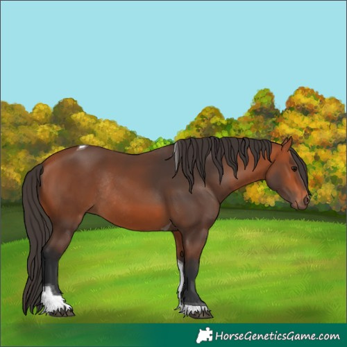 Horse Color:Bay Tobiano Rabicano 