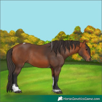 Horse Color:Bay Tobiano Rabicano