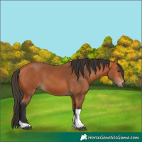 Horse Color:Bay Tobiano Rabicano 