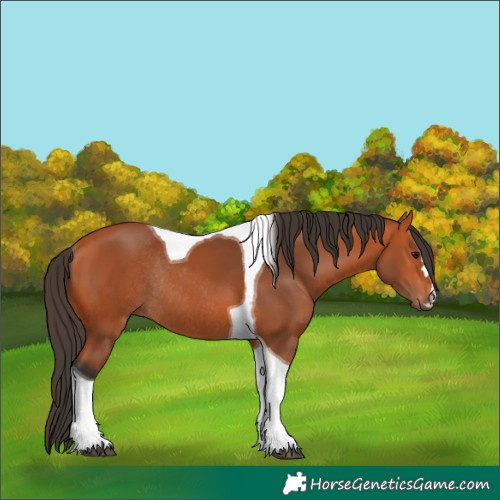 Horse Color:Bay Tobiano Rabicano 