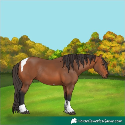 Horse Color:Bay Tobiano Rabicano 