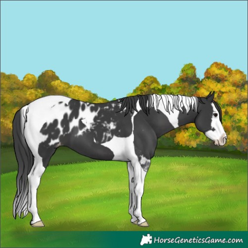 Horse Color:Black Splash Tobiano Appaloosa 