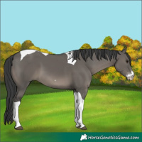 Horse Color:Grullo Sabino Tobiano 