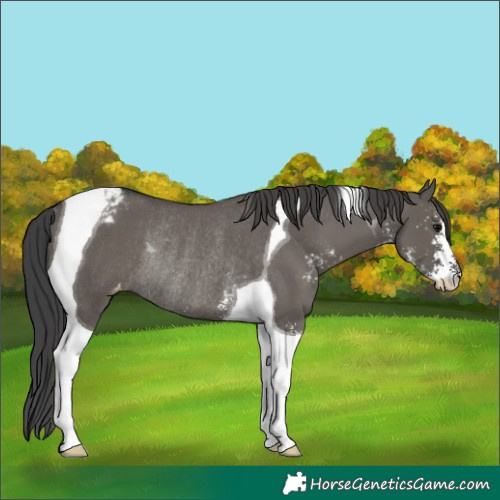 Horse Color:Grullo Sabino Tobiano Appaloosa Rabicano