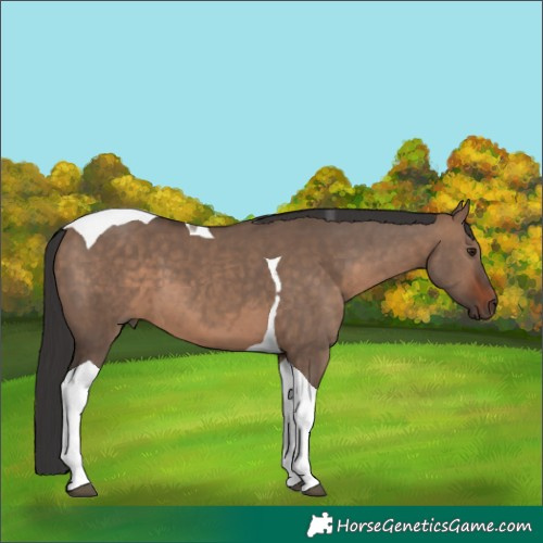 Horse Color:Brown Dun Tobiano 