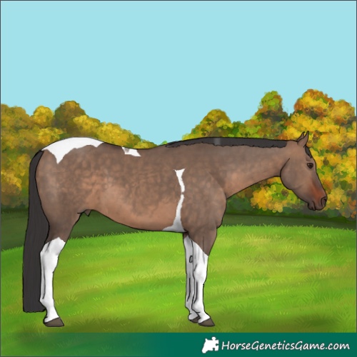 Horse Color:Brown Dun Tobiano 