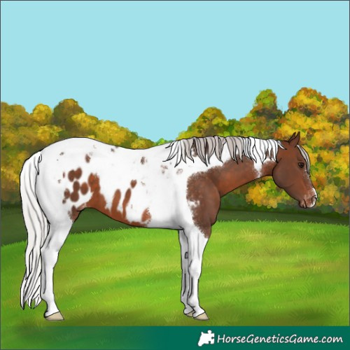 Horse Color:Silver Brown Tobiano Appaloosa 