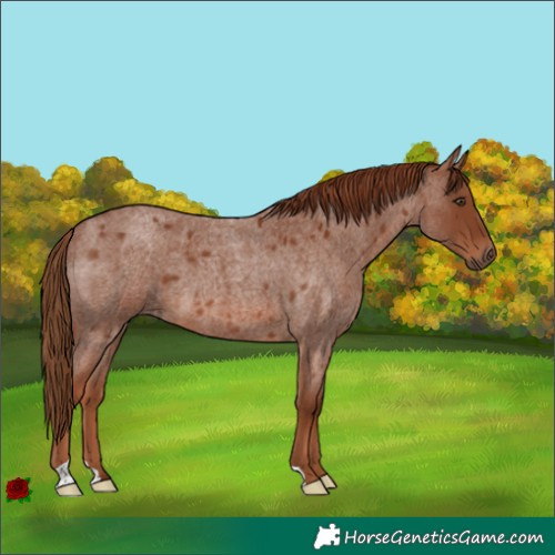 Horse Color:Red Roan