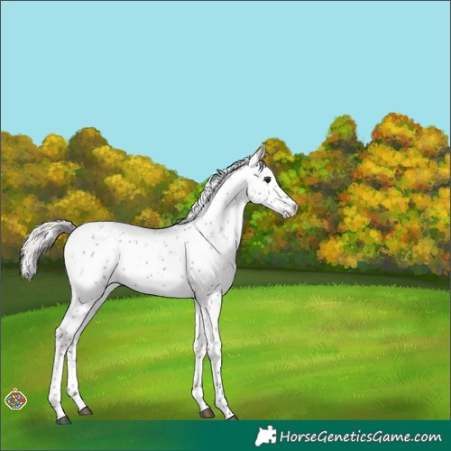 Horse Color:Silver Brown Dun Sabino 