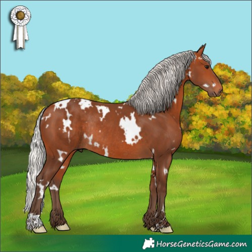 Horse Color:White Spotted Silver Bay Rabicano 