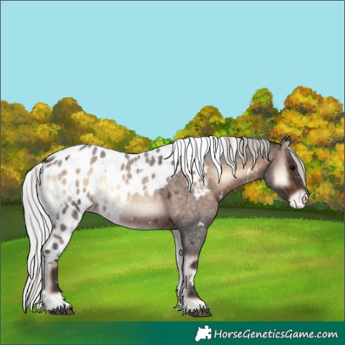 Horse Color:White Spotted Silver Brown Roan Onyx Skewed LP Spotted 