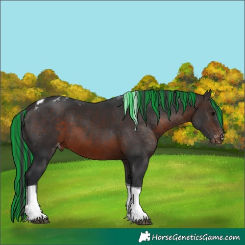 Horse Color:Painted Brown Tobiano Skewed Appaloosa 