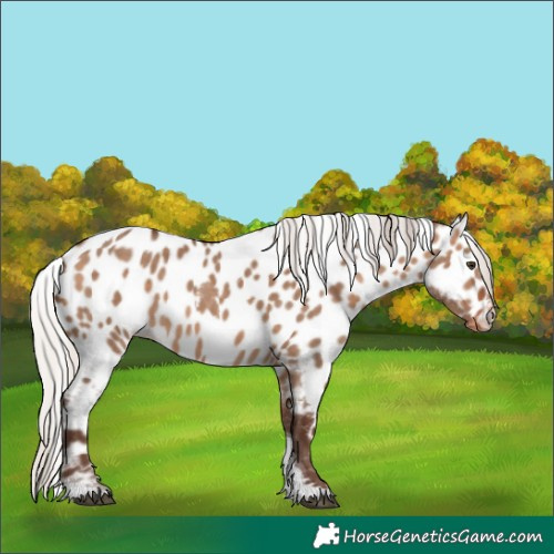 Horse Color:Silver Bay Dun Tobiano Skewed LP Spotted Rabicano 