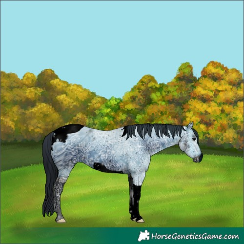 Horse Color:ERROR: UNKNOWN ANOMALY