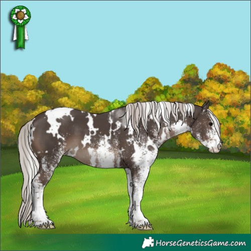 Horse Color:White Spotted Silver Black 