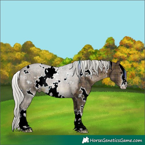Horse Color:Plaid White Spotted Silver Brown