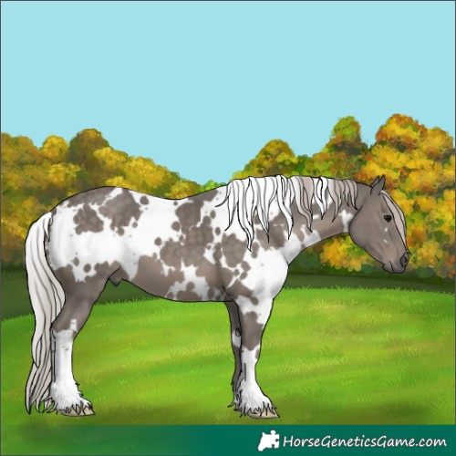 Horse Color:White Spotted Silver Black 