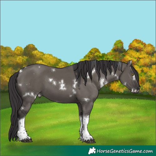 Horse Color:White Spotted Smoky Grullo Tobiano 