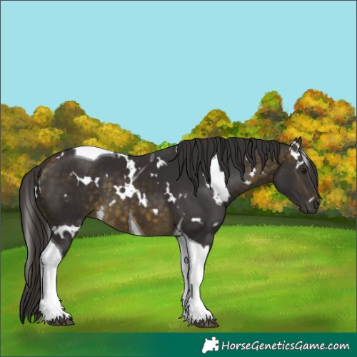 Horse Color:White Spotted Buckskin Tobiano 