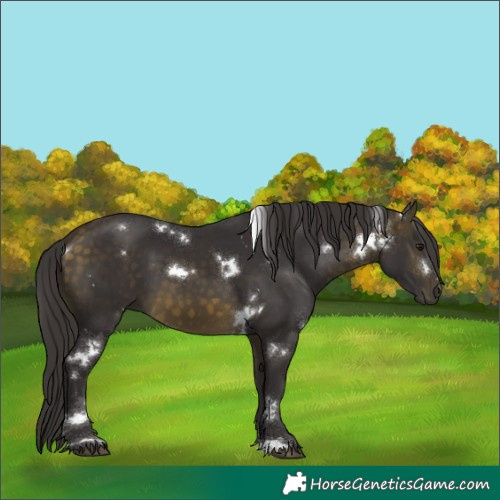 Horse Color:White Spotted Buckskin 