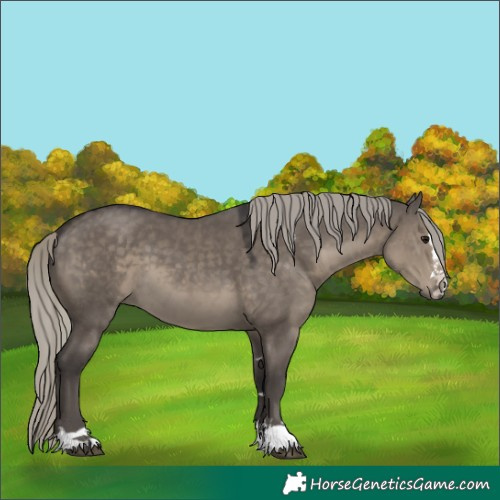 Horse Color:Silver Smoky Grullo 