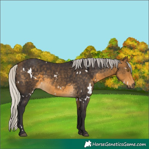 Horse Color:White Spotted Silver Buckskin 
