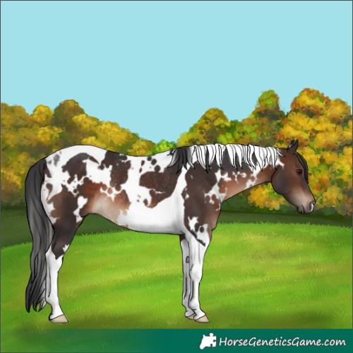 Horse Color:White Spotted Brown Tobiano Rabicano 