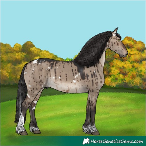 Horse Color:White Spotted Brown Dun Tobiano Brindle 