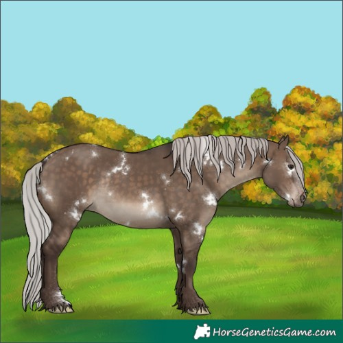 Horse Color:White Spotted Silver Brown Dun Rabicano