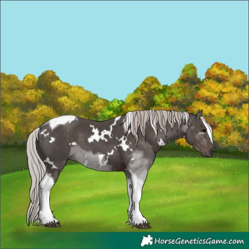 Horse Color:White Spotted Silver Black Tobiano 