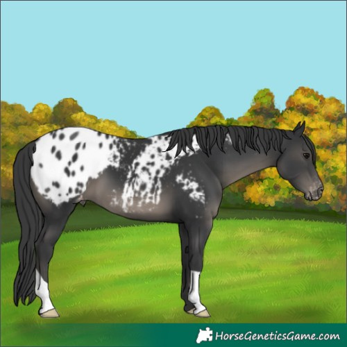 Horse Color:Black Appaloosa 
