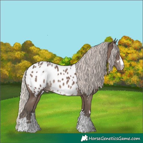 Horse Color:Silver Black Appaloosa 