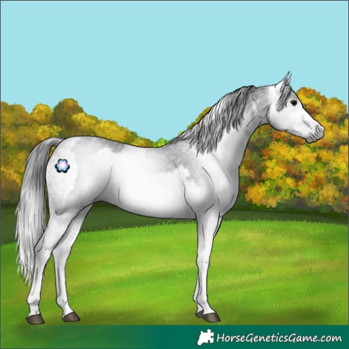 Horse Color:Gray White Spotted Black  and Gray White Spotted Black 