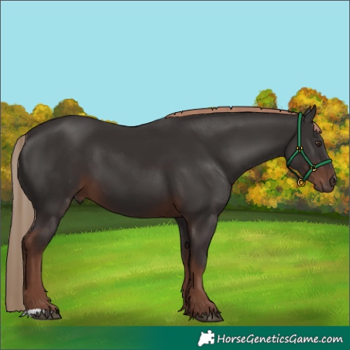 Horse Color:Liver Chestnut 