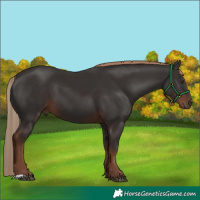Horse Color:Liver Chestnut 