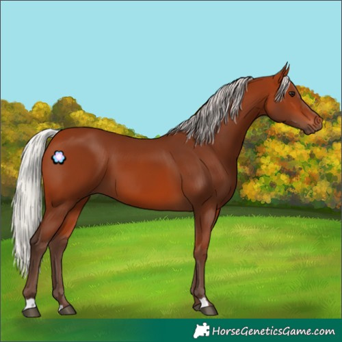 Horse Color:Silver Bay 