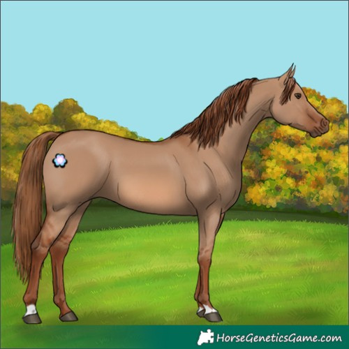 Horse Color:Red Dun