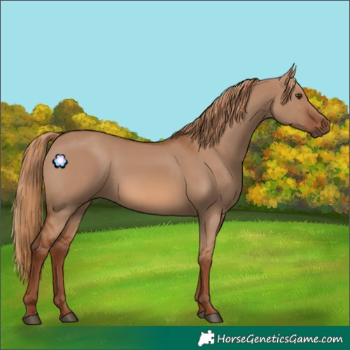 Horse Color:Red Dun