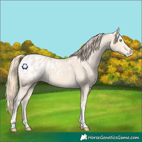 Horse Color:Perlino Tobiano Appaloosa 