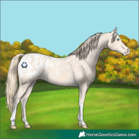 Horse Color:Perlino Tobiano Appaloosa