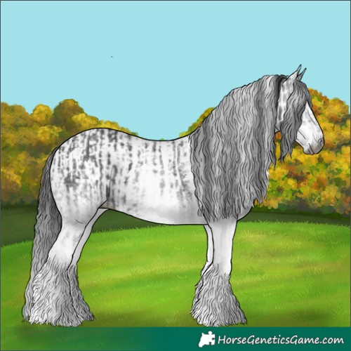 Horse Color:Gray White Spotted Black  and Gray White Spotted Black 