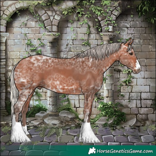 Horse Color:Silver Bay Ice Rabicano