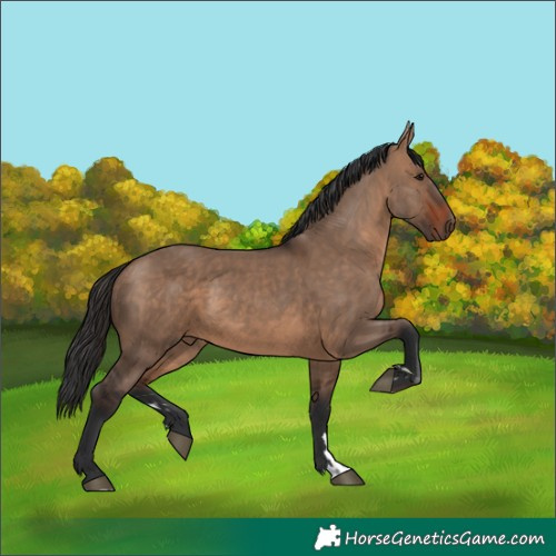 Horse Color:Brown Dun