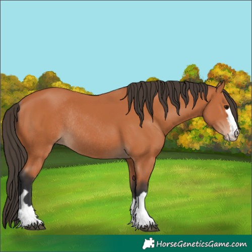 Horse Color:Bay Rabicano