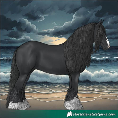 Horse Color:Black 
