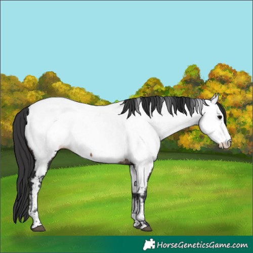 Horse Color:Bay Tobiano Appaloosa Rabicano 