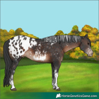 Horse Color:Brown Sabino Tobiano Appaloosa